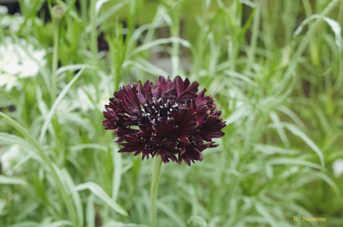 Natsume（R-camera） tweet media