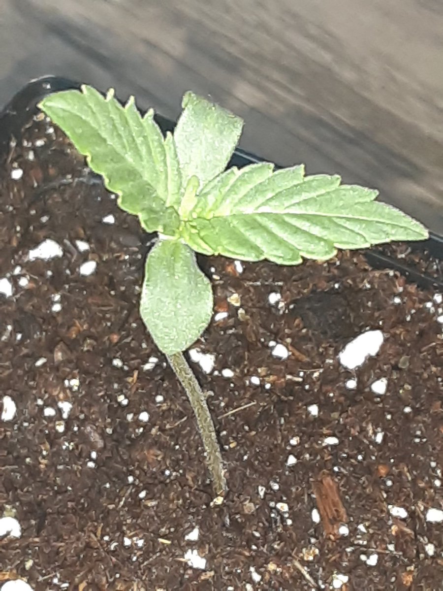 GGoddess4u's tweet photo. Peace&amp;💚❤💚3 days old for my baby femauto dropped 3 and got 3. Love it😊 If anyone is 👀 for beans please 🗳 you will ❤ my prices for great genetics https://t.co/0IcIKxS6A7