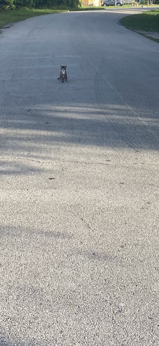 paulette01234's tweet image. #Cats 🐈 are good people #Meow🤣✍🏽 #Pwow