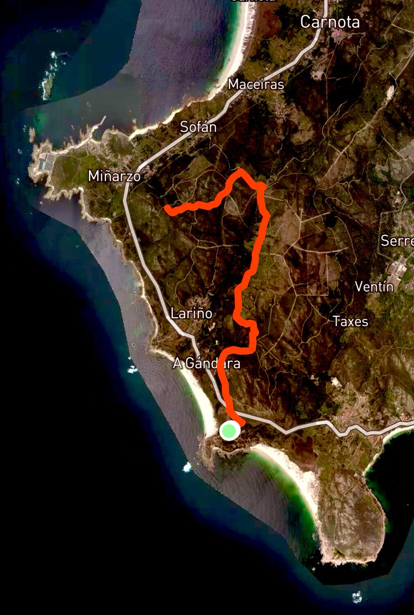fran5muros's tweet photo. Entrenar no monte, solo pistas, toxos e árboles, sin música, sin móviles... 
Lume para as pernas e alivio para a cabesa! 🦎⛰🏃🏽‍♂️
Xa está deixando de ser un visio 🤷🏼‍♂️
E que pena volver o asfalto 😏
#TrailTraining #15K https://t.co/8vJn3PQEwj