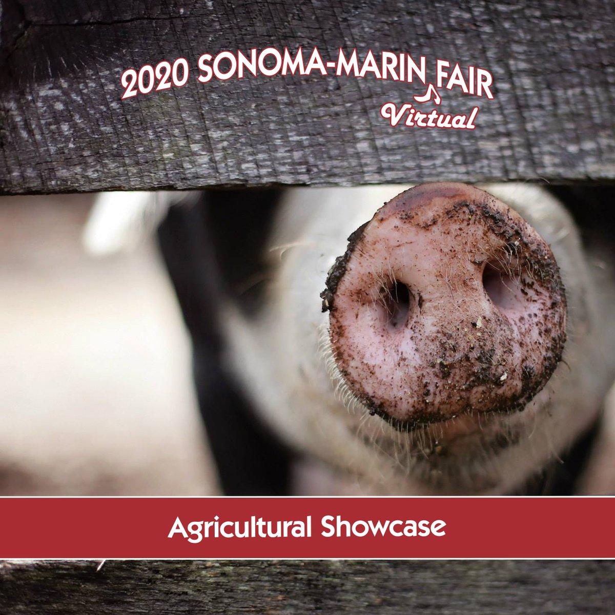AG SHOWCASE: Today we learn about swine (also known as pigs)! Check out the nutritional value of pork at bit.ly/3dvBfpj. You can also download our mini poster at bit.ly/3i5kgxl to see the many breeds of pigs. #virtualfair #sonomamarinfair #agriculture