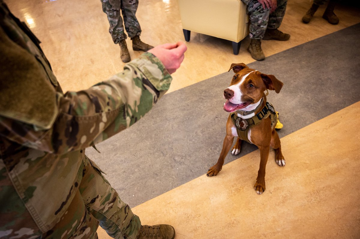 NJNationalGuard's tweet photo. Maj. Ace, a therapy dog with our Behavioral Health Office, visited with Soldiers at the Veterans Memorial Home at Menlo Park, NJ, where service members are still assisting the home staff. (Photos by Spc. Michael Schwenk) @USNationalGuard @USArmy @DeptofDefense https://t.co/wUmPjKfMgT