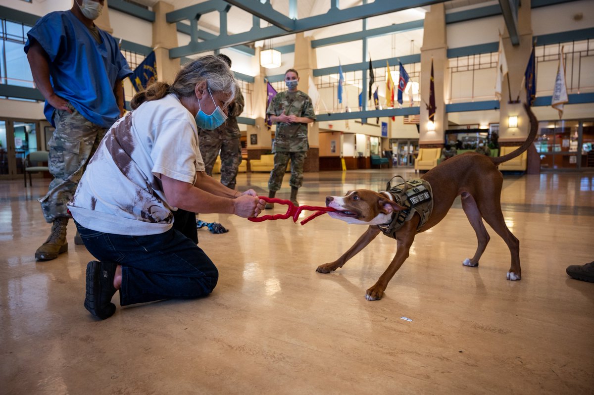 NJNationalGuard's tweet photo. Maj. Ace, a therapy dog with our Behavioral Health Office, visited with Soldiers at the Veterans Memorial Home at Menlo Park, NJ, where service members are still assisting the home staff. (Photos by Spc. Michael Schwenk) @USNationalGuard @USArmy @DeptofDefense https://t.co/wUmPjKfMgT