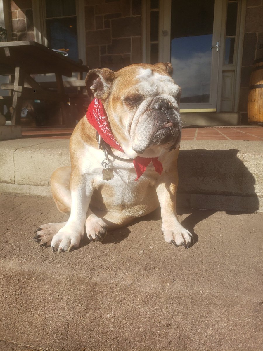 Bukowski101's tweet photo. I lost my beautiful best friend yesterday.  Many of you guys got to meet &amp; know Clementine.  She wasn't just a dog, she was a best friend, family, pure love.  She was a constant beautiful presence in our home &amp; I can't imagine the days ahead without her.  Rest easy  sweet girl. https://t.co/0hcslFAue5