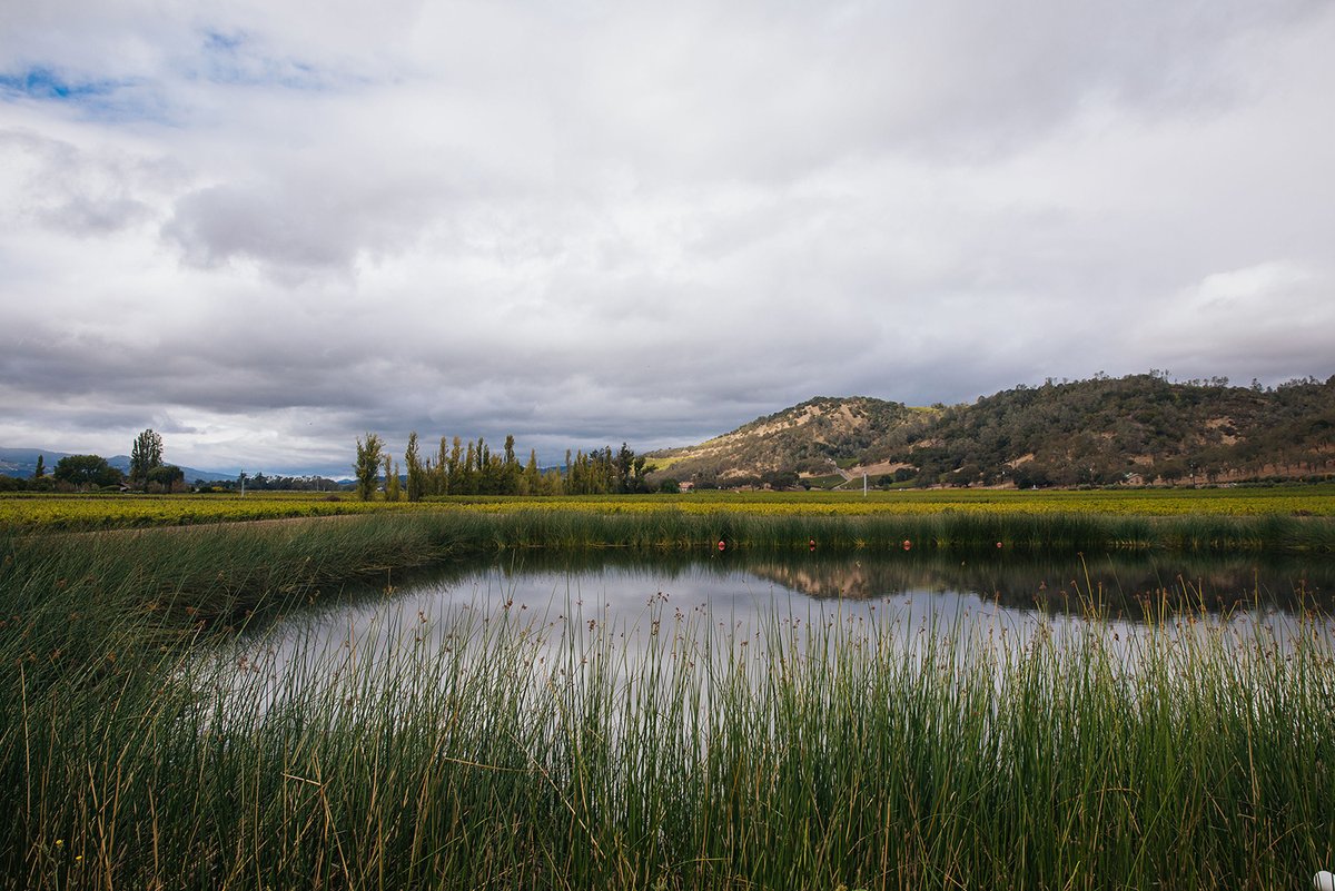 Embracing these moments of peace and relaxation while on our stroll around the Estate today. We're thankful for the abundance of our #vineyards to continue to create #wines you can share with family and friends both virtually and, eventually, together in-person. #napavalley