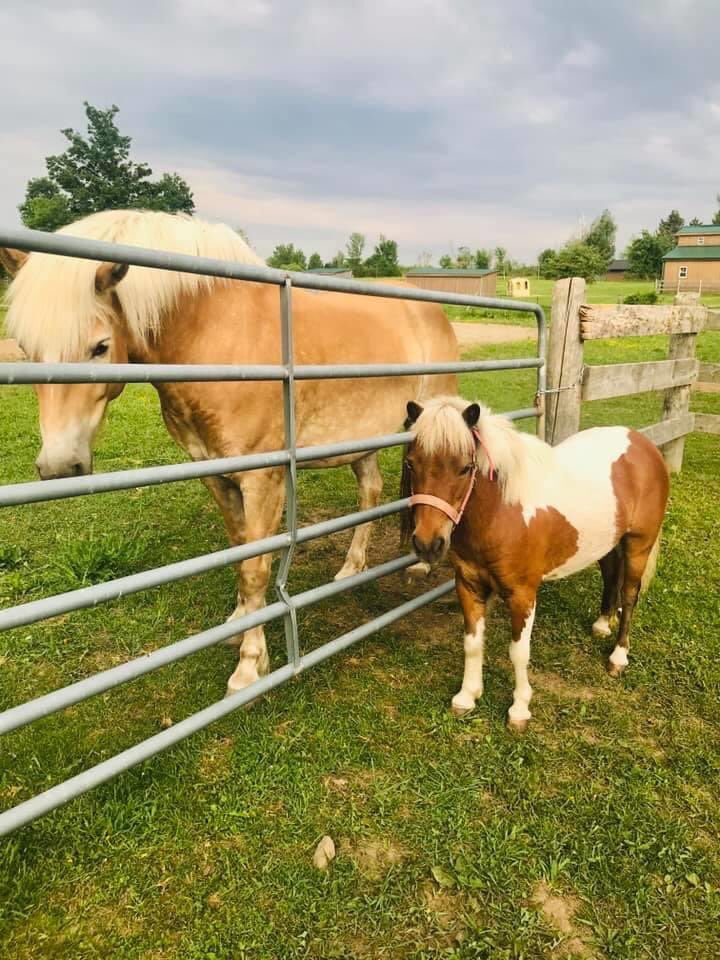 molly_ili's tweet photo. New little pony friend 🌾 https://t.co/xxVkzz70y3