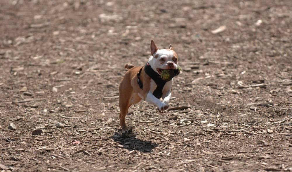 Alert for NYC dog parents! @NYCMayor today announced plans to reopen dog runs for public use during Phase 3. NYC is on track to enter Phase 3 on July 6th. #NYCMayorsAnimals