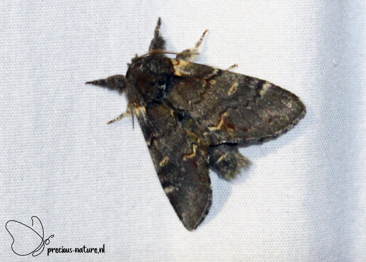 DurkSchakel's tweet photo. Nog een serie van vannacht: #dromedaris #IronProminent #schaapje #TheMiller en #peppelorvlinder #FigureOfEighty #NaturePhotography #natuurfotografie #naturelover #natuurinnederland #moths #nachtvlinders https://t.co/xQegpHizqF