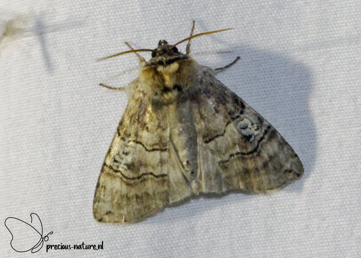 DurkSchakel's tweet photo. Nog een serie van vannacht: #dromedaris #IronProminent #schaapje #TheMiller en #peppelorvlinder #FigureOfEighty #NaturePhotography #natuurfotografie #naturelover #natuurinnederland #moths #nachtvlinders https://t.co/xQegpHizqF