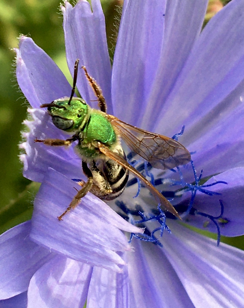 CAWei's tweet photo. Not all bees are black and yellow- this gorgeous bicolored striped-sweat bee (Agapostemon virescens) also plays an important role in pollination. #DCpollinatorparade, #PollinatorWeek2020 @SustainableGU @DOEE_DC @DCBeekeepers https://t.co/QUvPpKAtU3