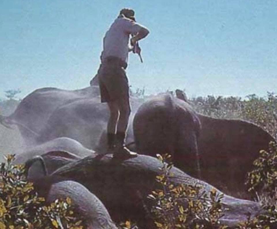 Please retweet if you think there should be a worldwide ban on trophy hunting. #EndTrophyHuntingNow