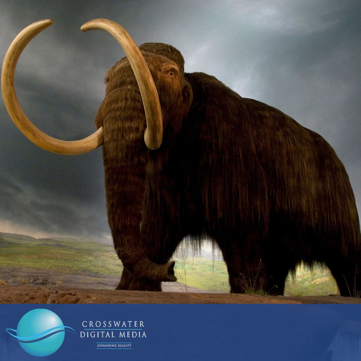 Xwater_Media's tweet image. He used the relic to practice 3D Modeling to create a perfect digital replica of the tooth & its unique textures.
Russell's adventurism & curiosity are traits that make him a valued member of Crosswater's innovative team.
#fossil #mammoth #fossilcollecting #3dmodel #lagrangeTX