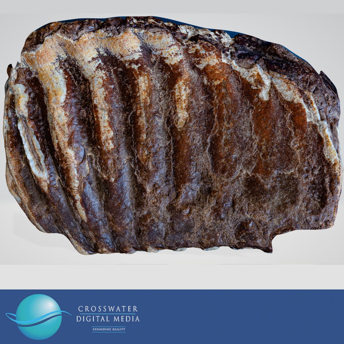 Xwater_Media's tweet image. He used the relic to practice 3D Modeling to create a perfect digital replica of the tooth & its unique textures.
Russell's adventurism & curiosity are traits that make him a valued member of Crosswater's innovative team.
#fossil #mammoth #fossilcollecting #3dmodel #lagrangeTX