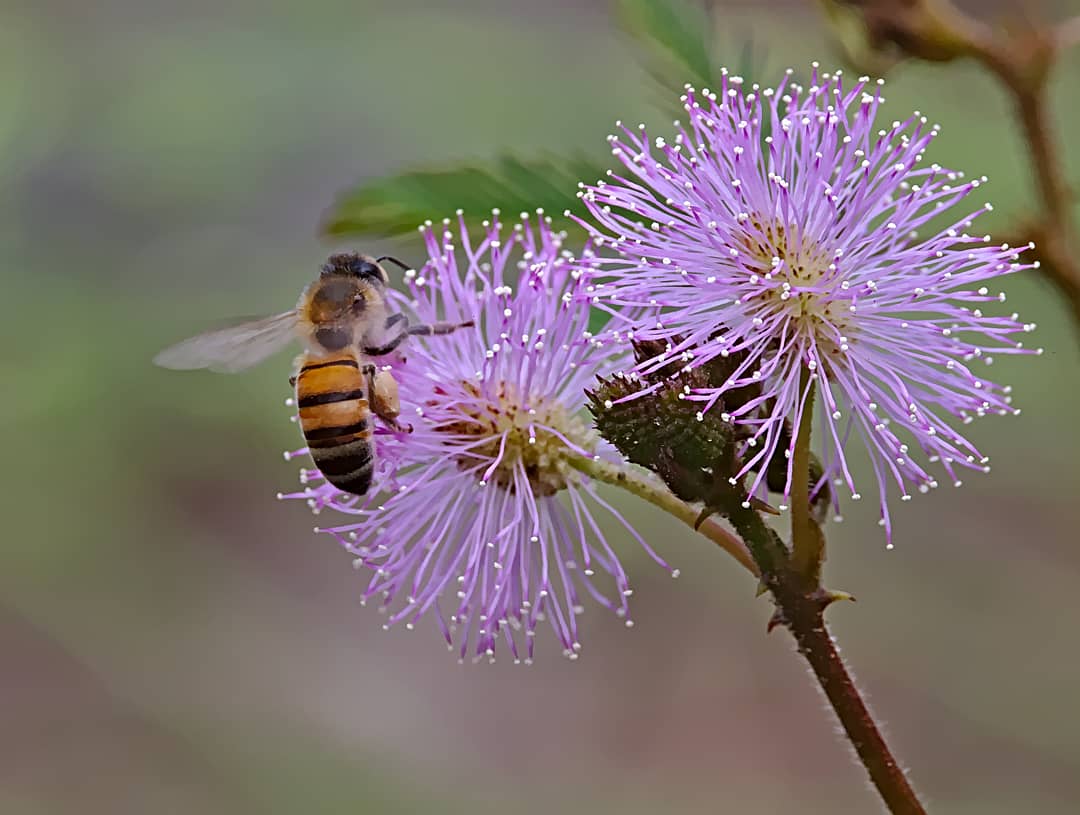 deviajesyaves's tweet photo. 🐝𝔸𝕡𝕚𝕤 𝕞𝕖𝕝𝕝𝕚𝕗𝕖𝕣𝕒🍯
¿Sabias que estas bellezas no son nativas?
Es la especie de abeja con mayor distribución en el mundo. Originaria de Europa, África y Asia.
En Colombia tenemos más de 500 especies de abejitas nativas y es nuestro deber reforestar y protegerlas 🐝 https://t.co/W38PhG02Gq