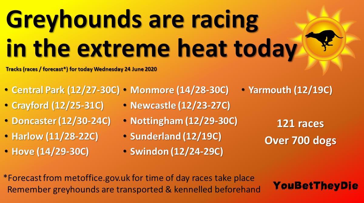 FigoGSD's tweet photo. I am shocked and saddened to read this #greyhounds #toohottorace #heatwave https://t.co/aWbsRbjviQ