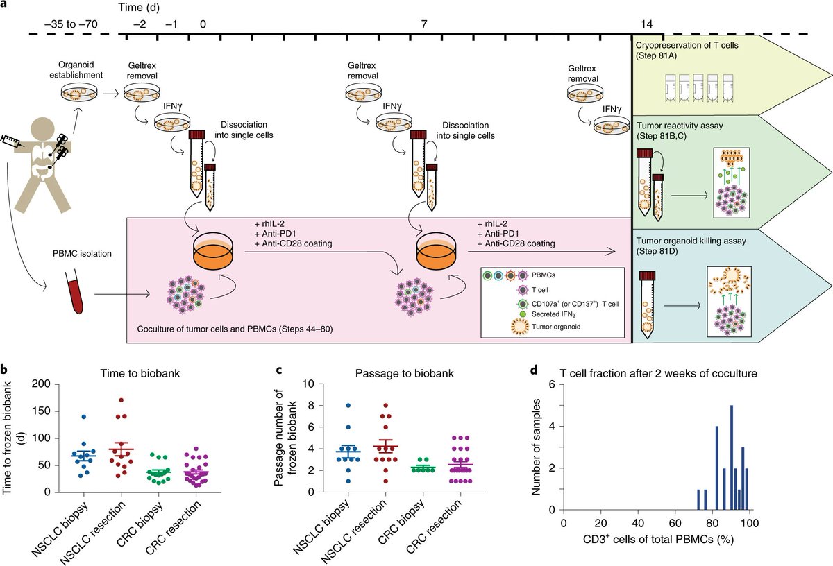 NatureProtocols's tweet image. #FreeAccessProtocol from #NatureResearch stem cell collection at go.nature.com/2YeAoVq on #tumor organoid–T-cell coculture systems nature.com/articles/s4159…