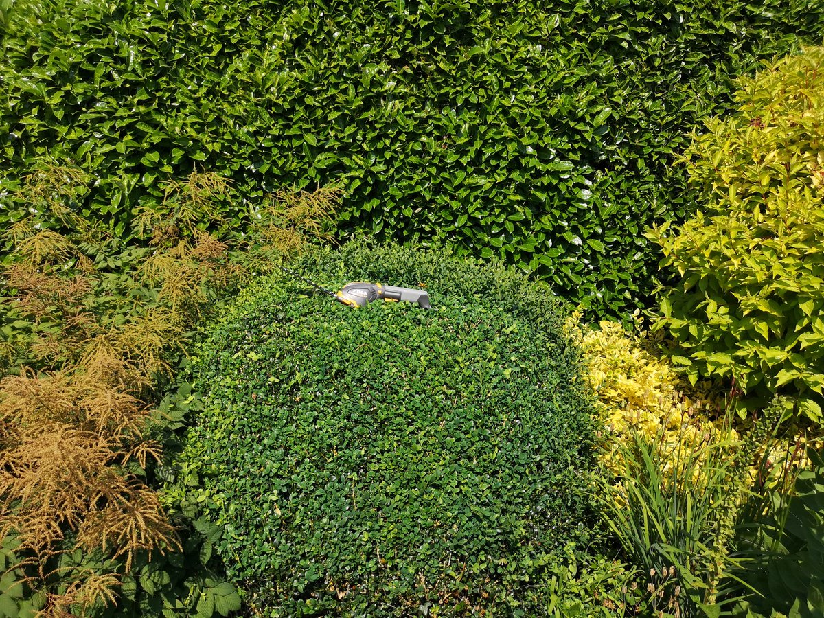 GiantVeg's tweet image. Thinking of trimming your Bush during lockdown? Mini tool, maximum coverage. A giant box cut in a few moments. Amazing what battery tools are out there... @DerekTheWeather #gardening
#maintenance
#batterytools
#stigaSGM102AE
stiga.com/uk/products/cu…
@StigaLawnmowers
@stiga_garden