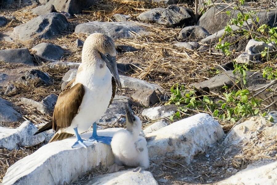 Would you believe these comical-looking little fellows are blue-footed boobies with half the breeding pairs nesting in the Galapagos Islands?  Bet they're enjoying this much-needed break too.
#vegan #vegantravel #vegantraveller #hamontvegans #vegansofhamilton #Galapagos #hamont