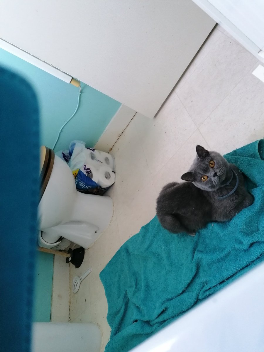 Taking a cooling bath I hear a chirp... Kitty is supervising me