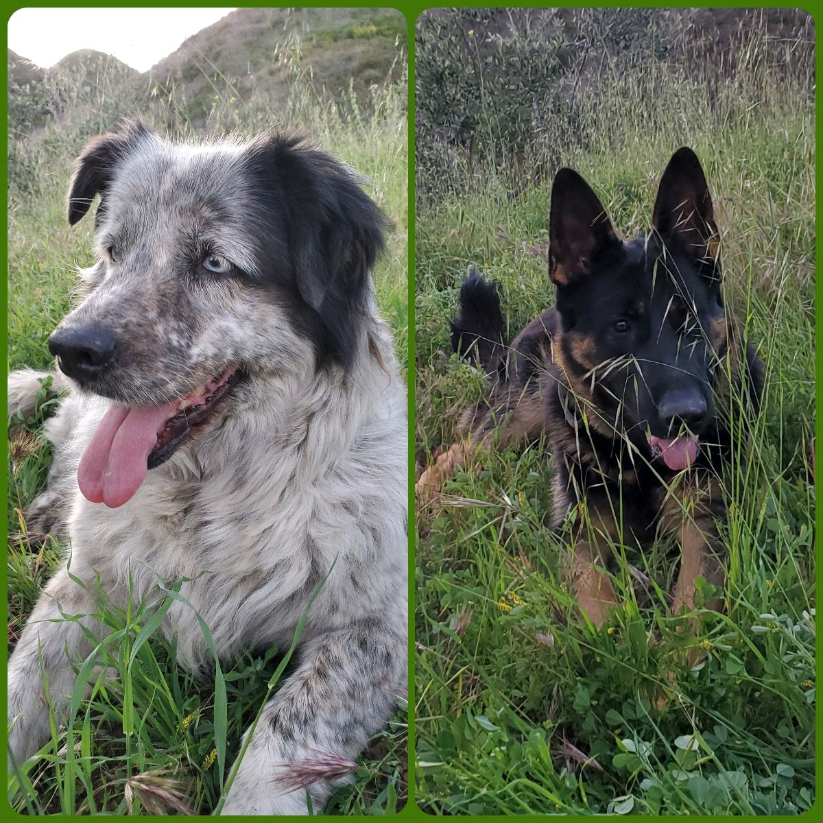 buongustofarms's tweet photo. Meanwhile back at the ranch...
Cinco and Sarge won't be at any markets this weekend, but we will! https://t.co/hnQRmMCpNs