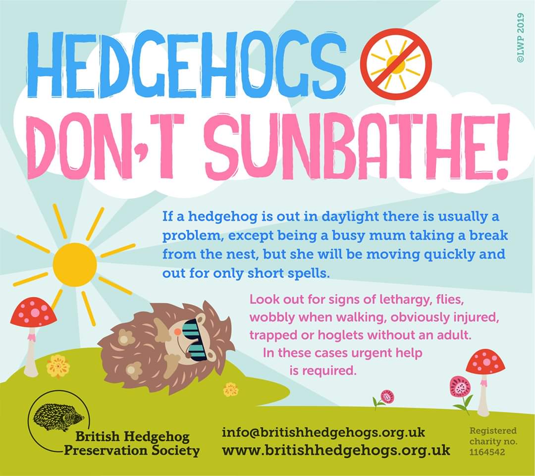 hedgehogsociety's tweet photo. Please share #hedgehogsdonotsunbathe! https://t.co/q4aqrGQGXt