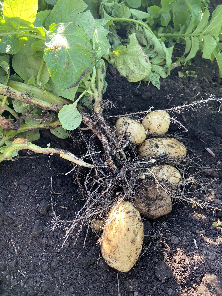 I look forward to these every year, our own new spuds 😋 Less than an hour from field to plate. #delicious #PillingPotatoes #LocalProduce #BackBritishFarming