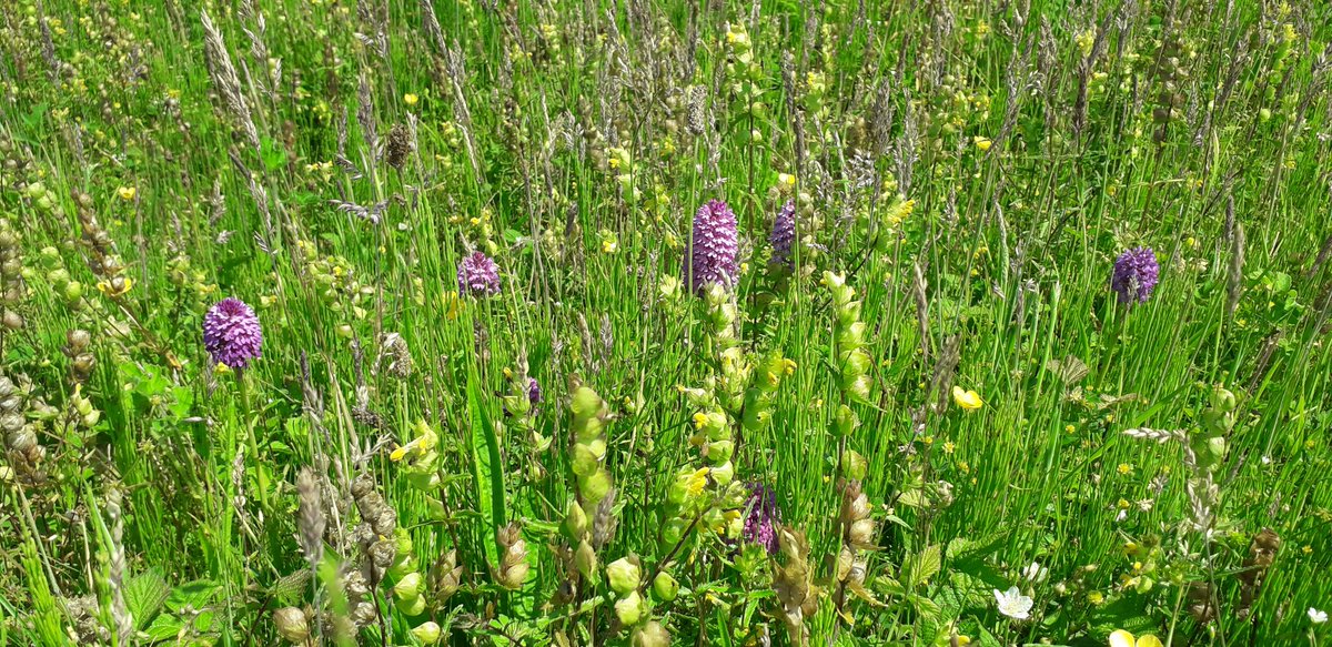 ewan_drummond's tweet photo. Hunting for Orchids 😁
@welshorchids @NptWildlife
@WTSWW #30DaysWild https://t.co/KDTx1YO0Di