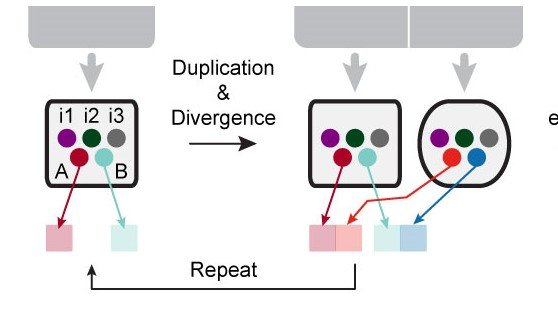 Ever wondered how new brain regions arise? We looked at the cerebellar nuclei with snRNAseq in mice, chickens, and humans, and STARmap and whole-CNS tracing in mice to figure it out. The answer is duplication-and-divergence of a conserved cell type set. tinyurl.com/y8hvb4ur