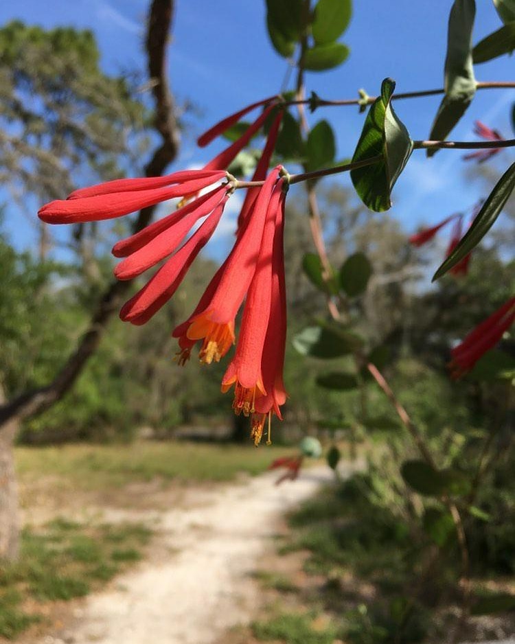 Send your nature photos to get featured on our page! Thanks, <a href="/b/">b</a>.ryder05! 
.
This gorgeous Firebush is a Florida native. The flowers attract birds, butterflies and hummingbirds.
