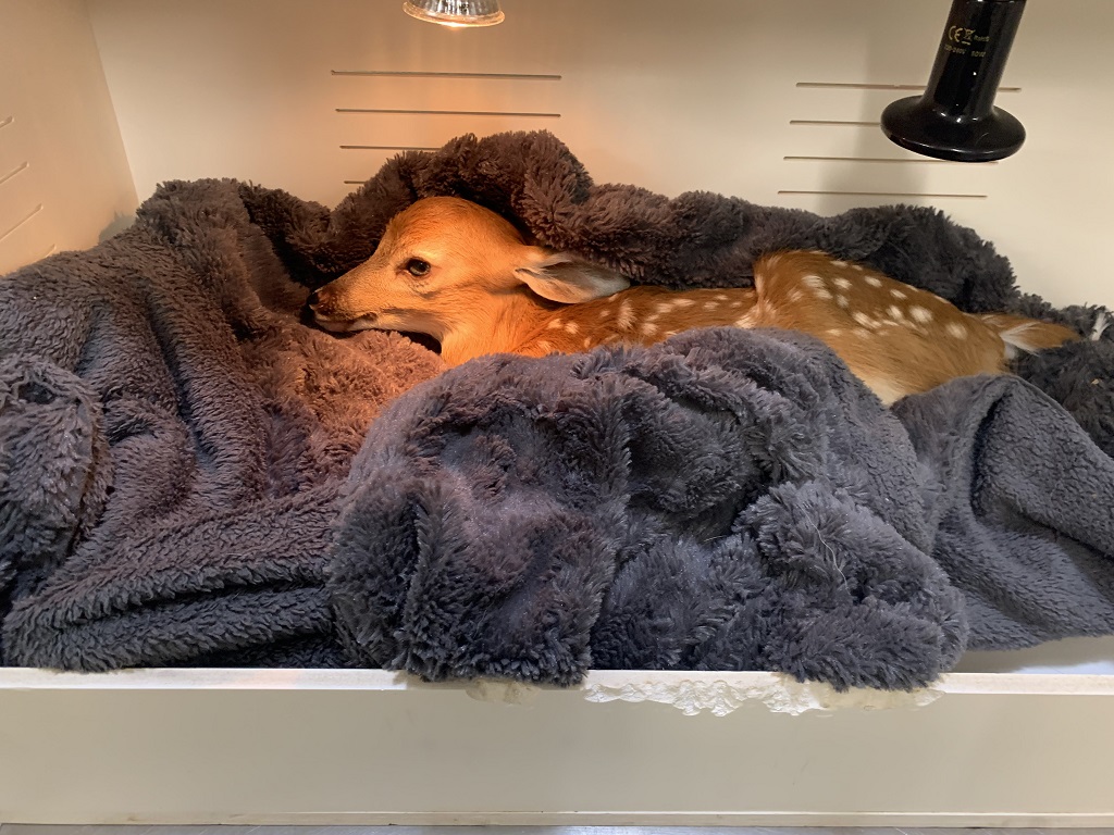 citymississauga's tweet photo. There's been an increase in the number of fawns coming to our Animal Services shelter. Residents should not touch/interact with them if found in grass/bush. A doe will leave her fawn alone to avoid attracting predators. If you see injured wildlife, call dispatch at 905-615-3000. https://t.co/aJDlgla21C