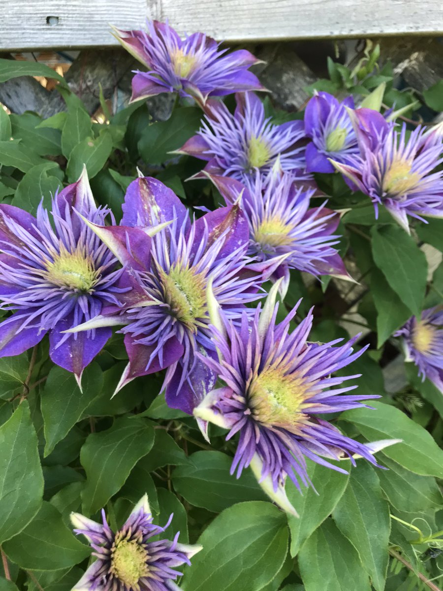 Lauramlb13's tweet photo. @Halifaxseed https://t.co/ANAIxHuWbl