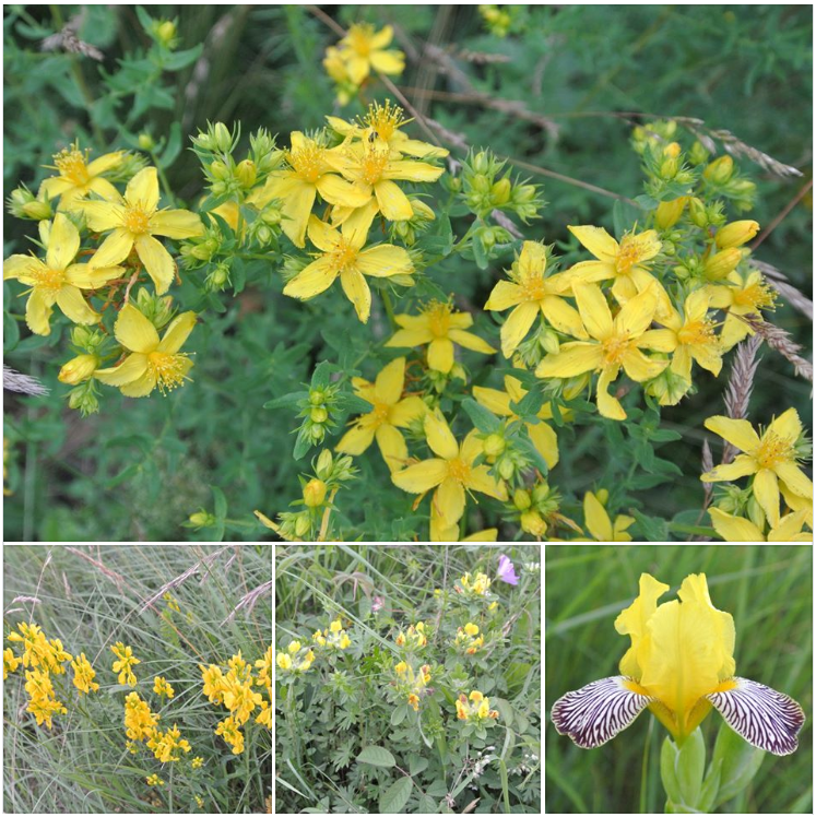 FarmaBlatnicka's tweet photo. Právě kvete na bělokarpatských loukách.
Dnes ve žluté: #třezalka tečkovaná, #kručinka barvířská, #čilimník zelenavý a #kosatec různobarvý.
Více na https://t.co/2NG7Pgt96U https://t.co/LHfSgx9Vze