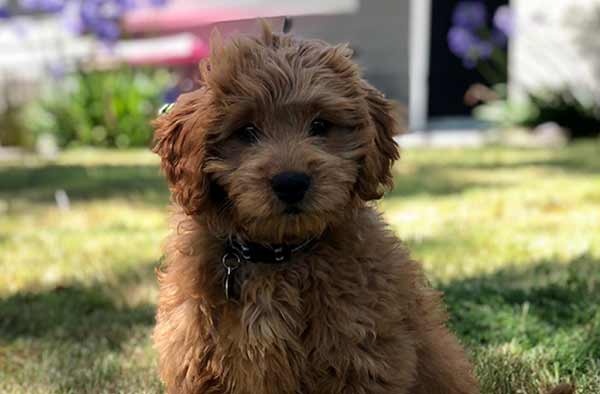 woofreport's tweet photo. Read our latest newsletter! 🐕 Dogs most susceptible to heatstroke, fireworks fear fixes, and more (including Dog of the Week, Moose!💗) https://t.co/l1Pz7E30WV https://t.co/5EYYnlxemq
