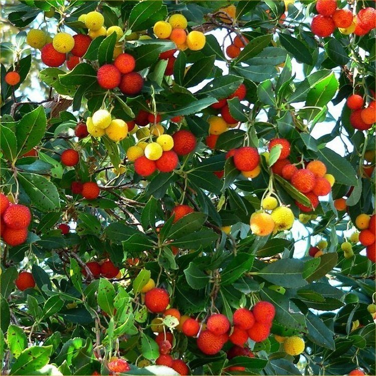 HorshamPark's tweet photo. Tree of the week this week is the Killarney Strawberry Tree - Arbutus unedo 🍓
🌿Horsham Park’s spectacular strawberry tree guards one of the entrances to the park on North Street. Our specimen is large &amp; multi-stemmed &amp; it's trunk is characteristically a reddish brown. https://t.co/Cc2A8PALAt