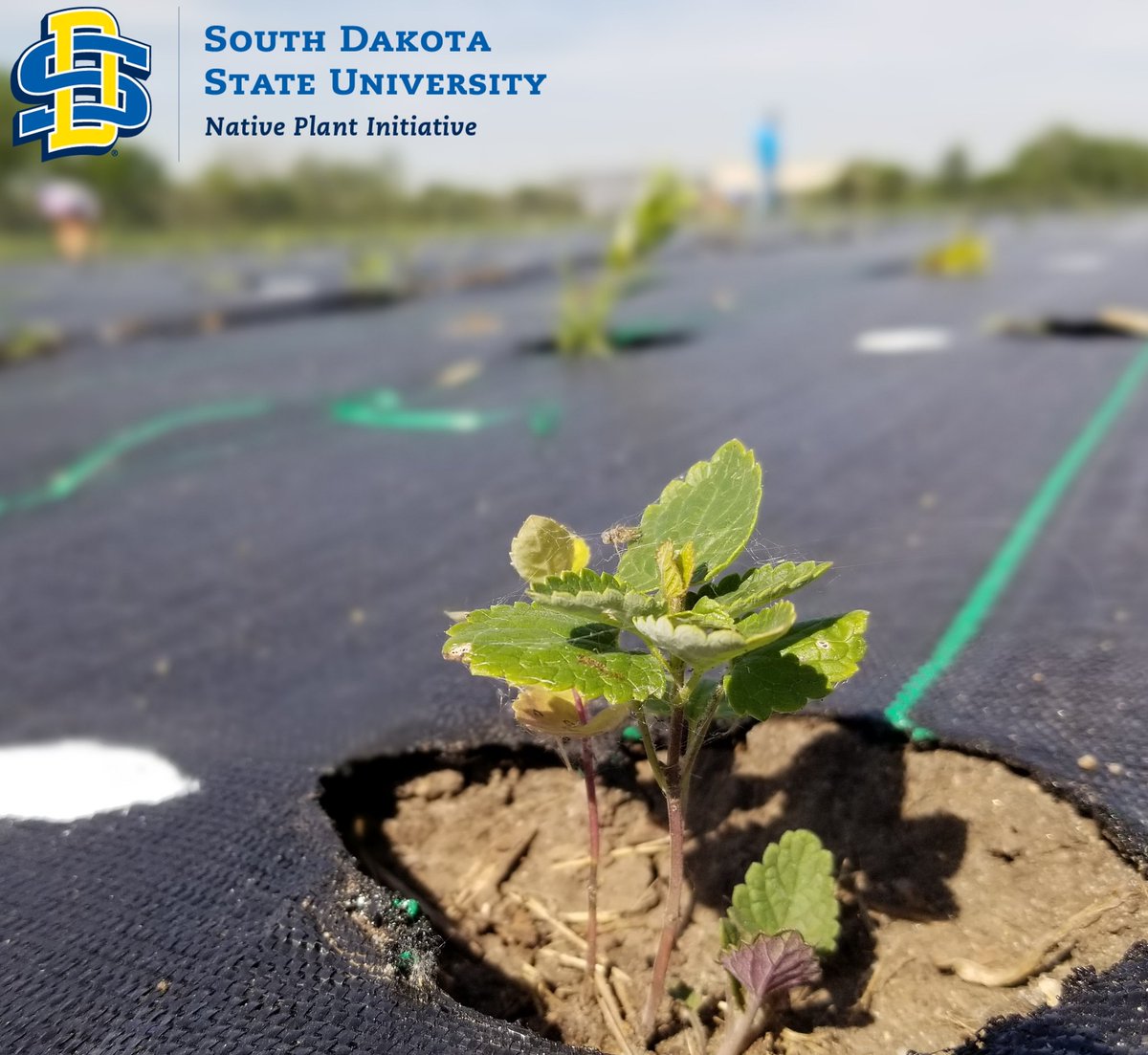 SDStateNPI tweet media