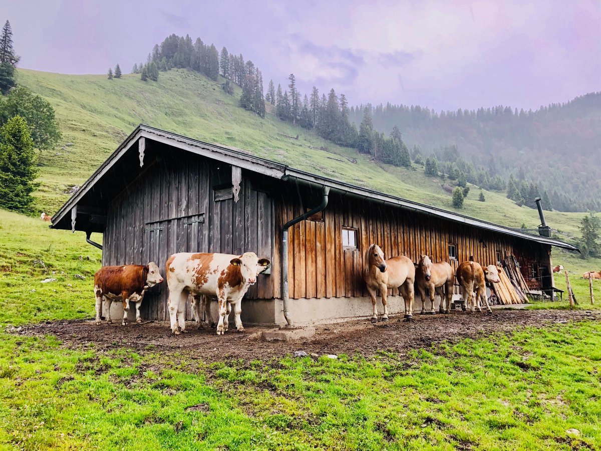 LippJakob's tweet photo. Trotz Regen heute beeindruckende Momente in den Chiemgauer Bergen auf dem Klausenberg.
#Outdoor #Chiemgau #Wandern #Berge #Voralpenland #hiking #Natur #Wanderlust #Alpen #naturelovers #Bergliebe #Landschaft #Bergwelten #Bayern #Klausenberg #Alpen #Hohenaschau #view #Gipfelkreuz https://t.co/6xLojhgcep