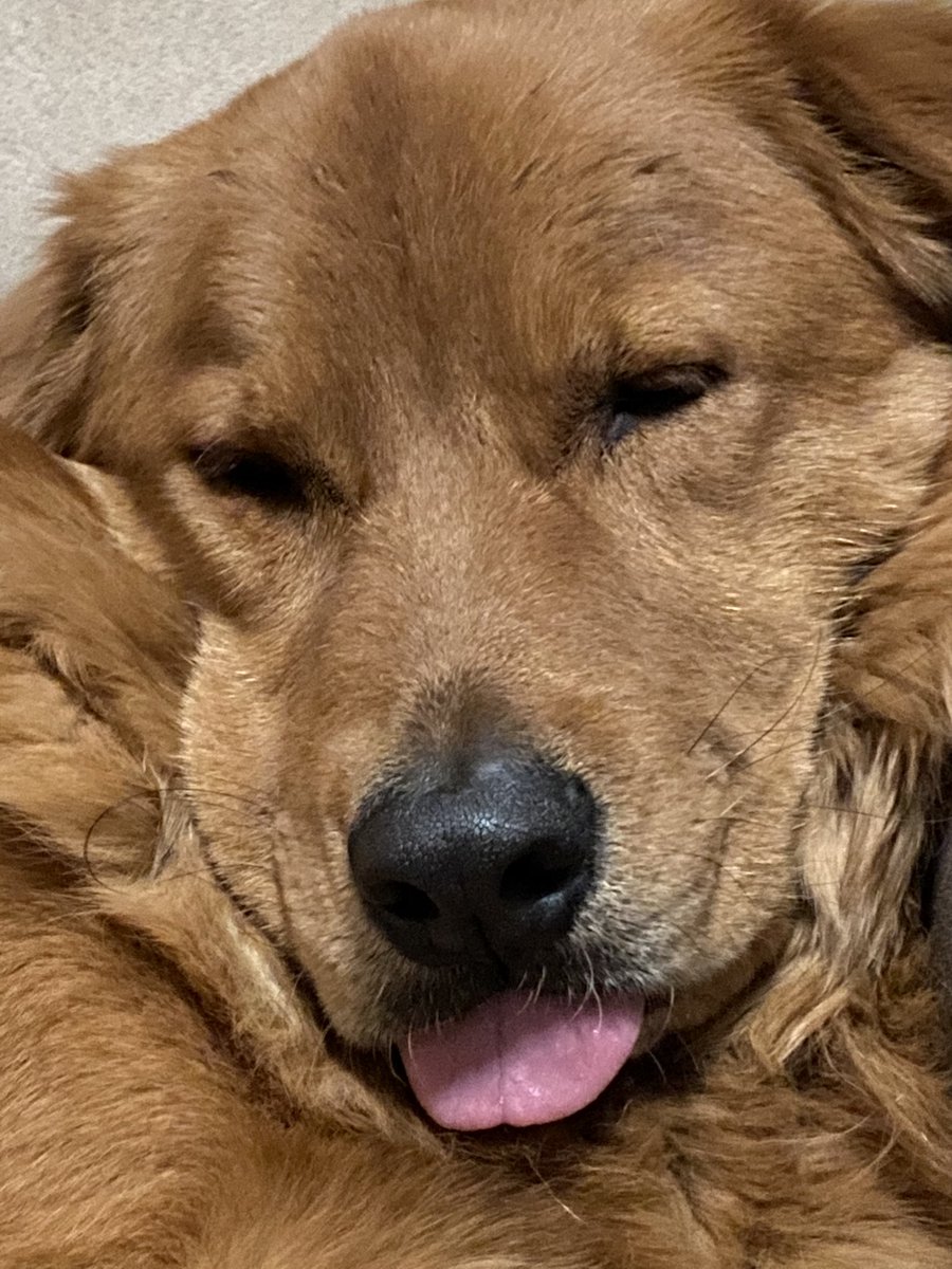 mammachefjozi's tweet photo. I wish that you sleep as well as this tonight 💗
#woggles https://t.co/Qoh5v0olcz