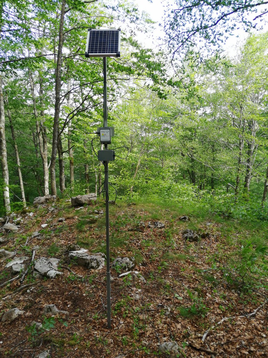 gianni8211's tweet photo. Work in progress. First set of TT+ implemented within a beech forest. #Molise, #MateseNationalPark.
#ForestryLab, #UNIMOL
#THEITALIANTREETALKER https://t.co/qgav5MVvtj