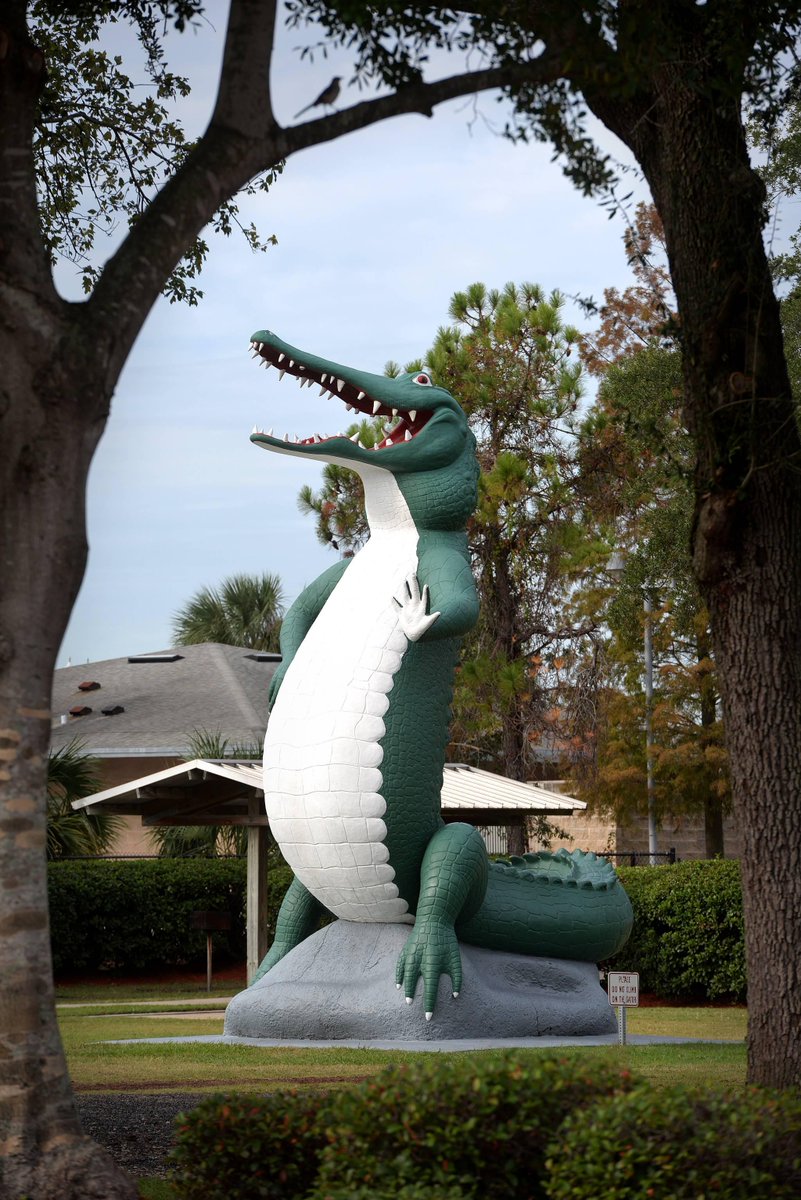 GatorsDaily's tweet photo. Petition to replace all Confederate statues with this absolute UNIT of a gator statue in Florida. https://t.co/ypofmFsNa7