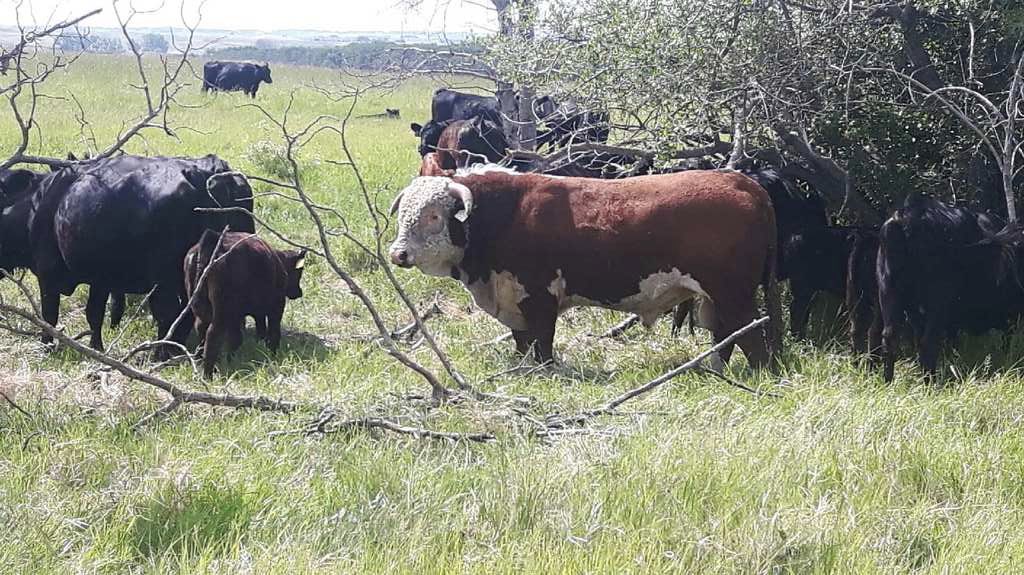 CR_Bar_Ranching tweet media