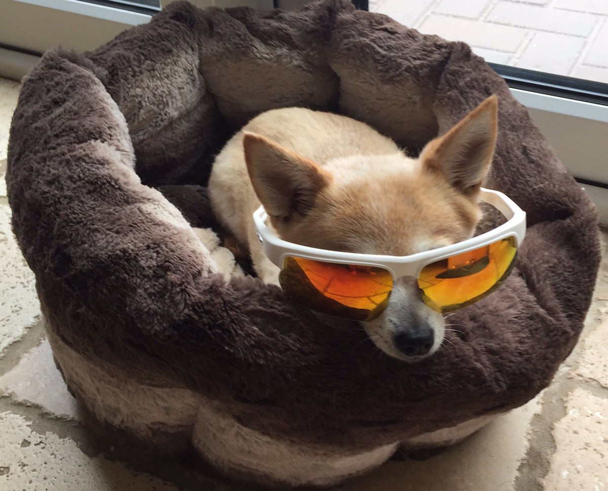 Inlinespeed1's tweet image. The #MyFirstRevos Challenge is live! Rosie protecting her eyes, whilst resting in her bed, wearing her @RevoSunglasses , my turn now waiting in the pit lane at @24hoursoflemans roller skating competition, @Revo