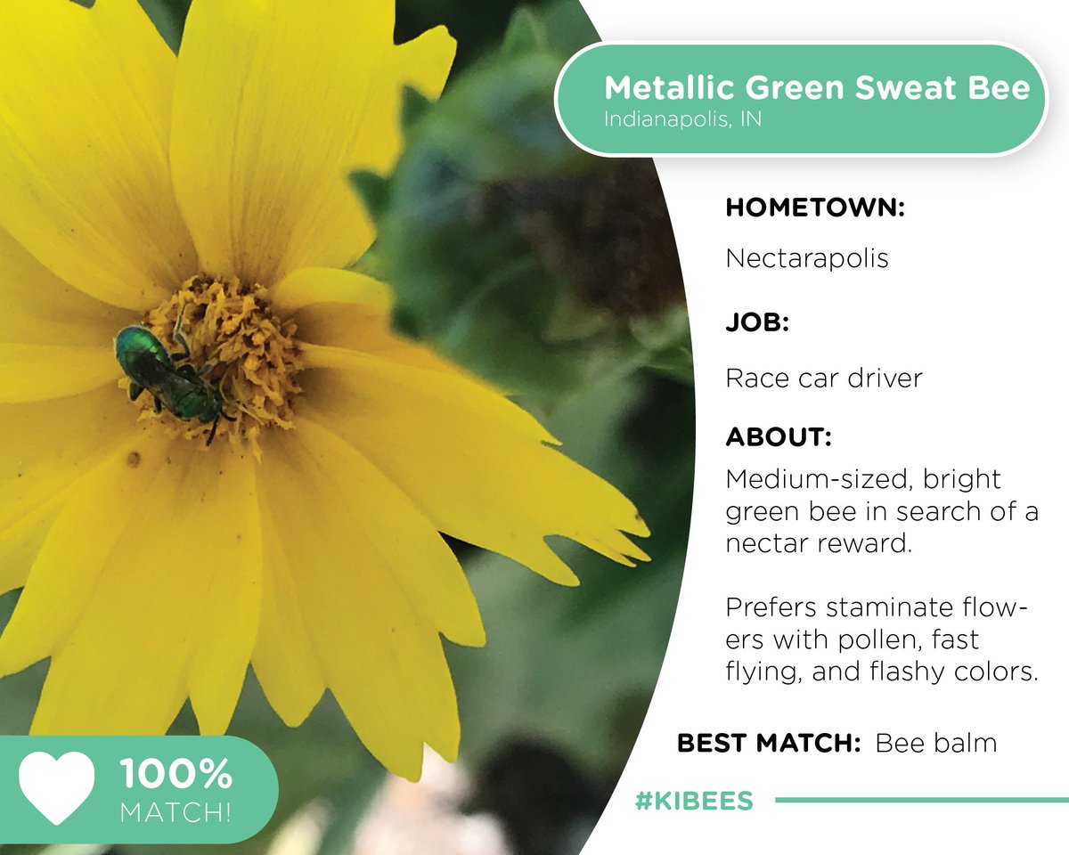 kibiorg's tweet photo. The #Indy500 was postponed, but these #KIBEES are buzzing around pollinating plants like bee balm and cup flowers all o'er town! What pollinators have you spotted this week? Tag us in your #KIBEES photo + add to our @inaturalist project. 🦋 #pollinatorweek https://t.co/yl7GUmagRx