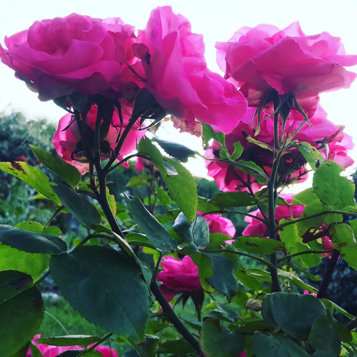 Geniet van deze zomerse avond🌺