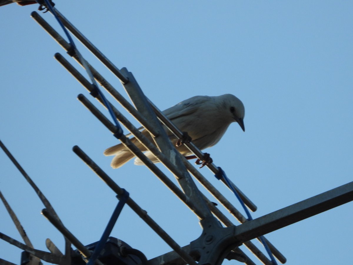 daleivor's tweet image. #luecisticstarling #rspb #lros @SIBirdClub @LROSbirds @c4hub Thought this was good for a rose coloured Starling when it flew over earlier. Only when it perched on my aerial, I saw its pure white plumage. Nice bird. Mobile in a small mixed flock of adults and juviniles.