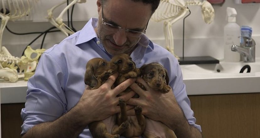 ProfNoelFitz's tweet photo. Next week in brand new special episodes we will be looking back at some of the inspiring animals who have featured on #Supervet over the years and sharing an update on how they are today, including Peggy here. The special series starts Thursday 2nd July on @Channel4 at 8pm x https://t.co/MiqnatmhaU