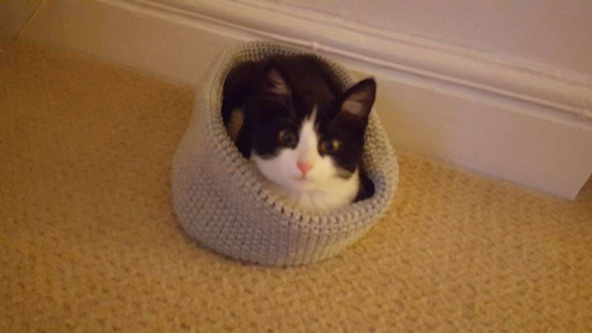 Lisa38807493's tweet image. #ThrowbackThursday I still try and squeeze my self in that basket😹