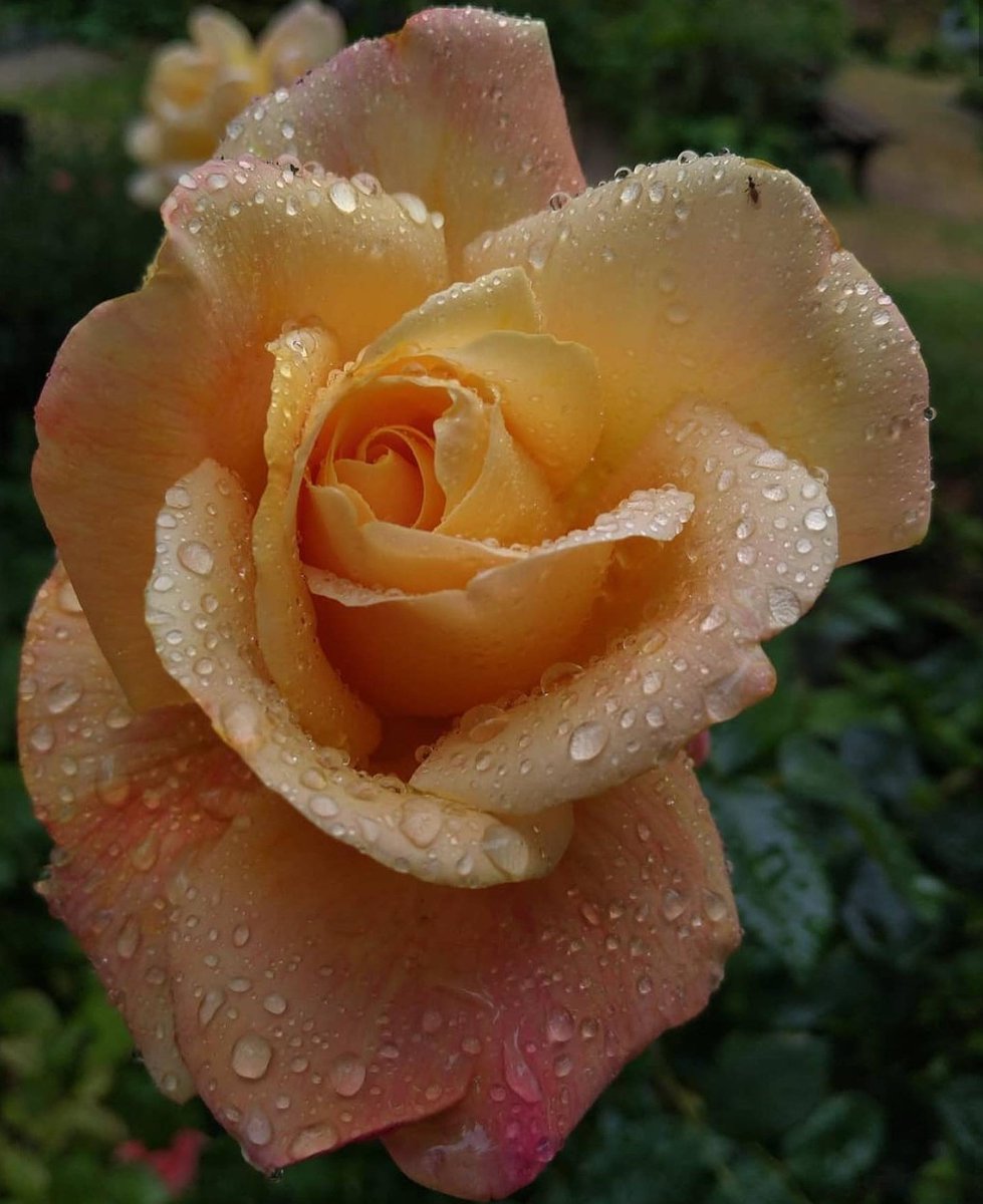 flowers_vs's tweet photo. #flowerloverh #blooms #flower #flowers #rose #roses https://t.co/afyHkELpZl