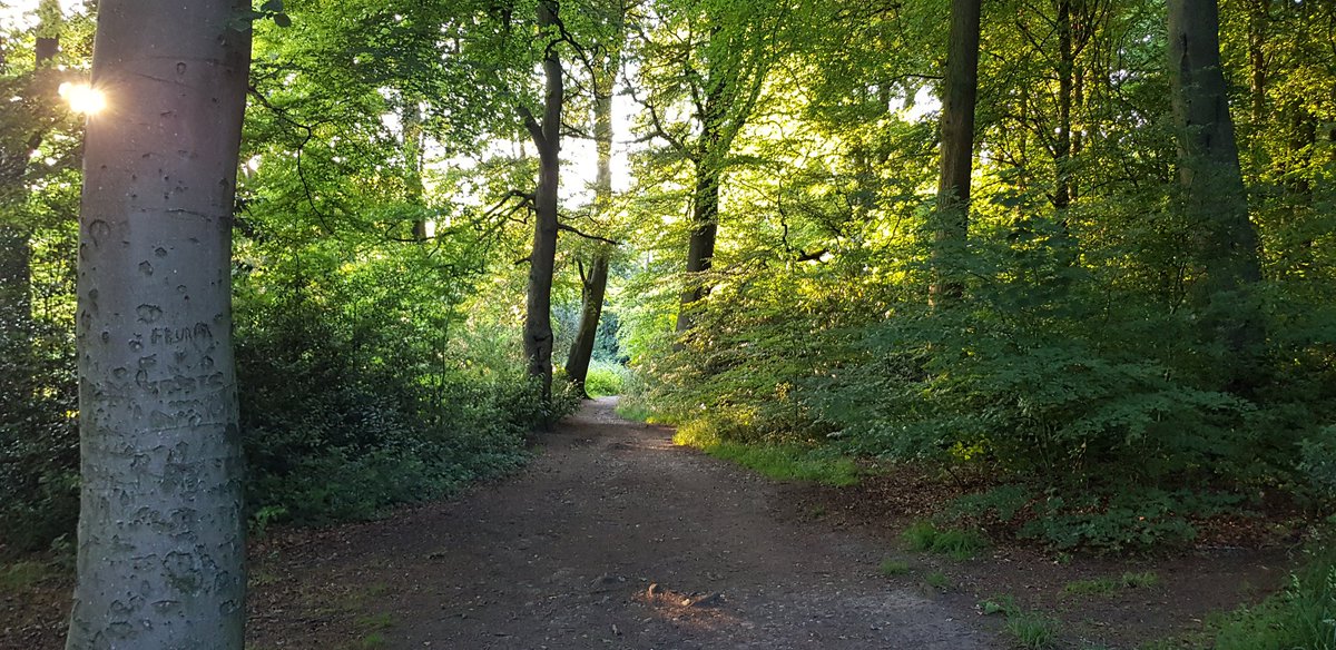 Today's walk with the dog  @WarleyWoods1 was bloomin hot