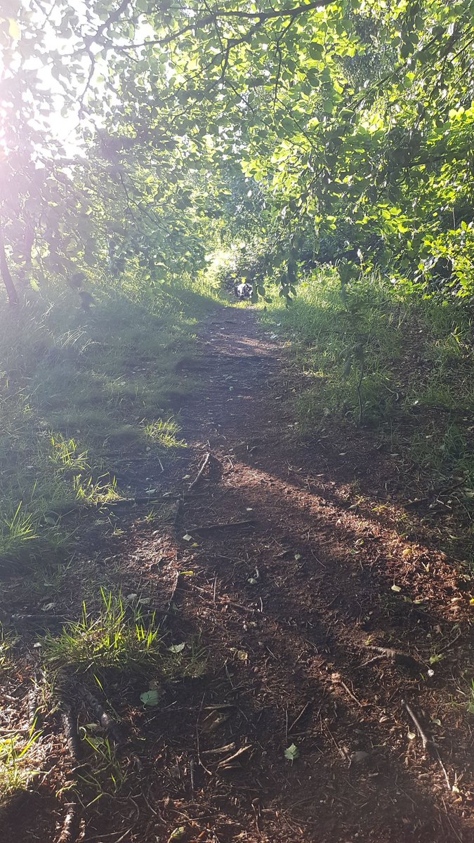 Today's walk with the dog  @WarleyWoods1 was bloomin hot