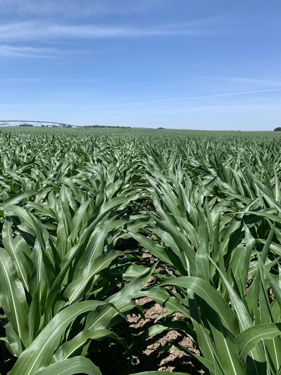 Channel 213-93STX on the left and 214-22STX on the right, looking strong on no till ground in northernYork County.  ⁦<a href="/ChannelSeed/">Channel Seed</a>⁩ ⁦<a href="/Bayer4Crops/">Bayer | Crop Science</a>⁩ ⁦<a href="/RichVelde/">Rich Velde</a>⁩ ⁦<a href="/tammy_ott/">Tammy Ott</a>⁩